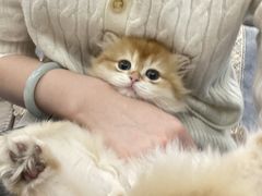 -欣宠猫屋·矮脚拿破仑·蓝金金渐层