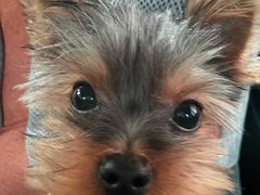 -狗舍宠物医院(四季商业广场店)