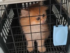 -艾吉宠物医院·疑难杂症转诊中心·猫友好(碧江路院)