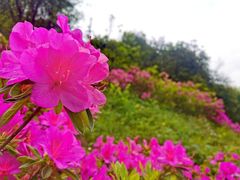 -贵州百里杜鹃风景名胜区