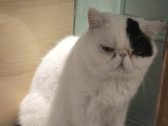 -安格丽娜·狗咖·猫咖羊驼咖(春熙路百盛商场店)