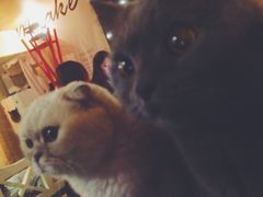 -猫色咖啡·猫咖