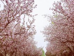 -海棠花溪(元大都城垣遗址公园)