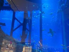 -迪拜水族馆及水下动物园