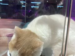 -FAELING PETS美天灵宠物(富力广场店)