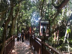 -亚龙湾热带天堂森林公园