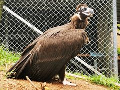 -西霞口神雕山野生动物世界