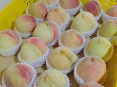 -老袁家蜜桃农场·阳山水蜜桃