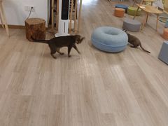 -柴迷FANS CLUB·柴犬狗咖·猫咖