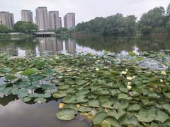 -新江湾城公园