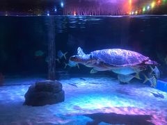 -暹罗海洋世界