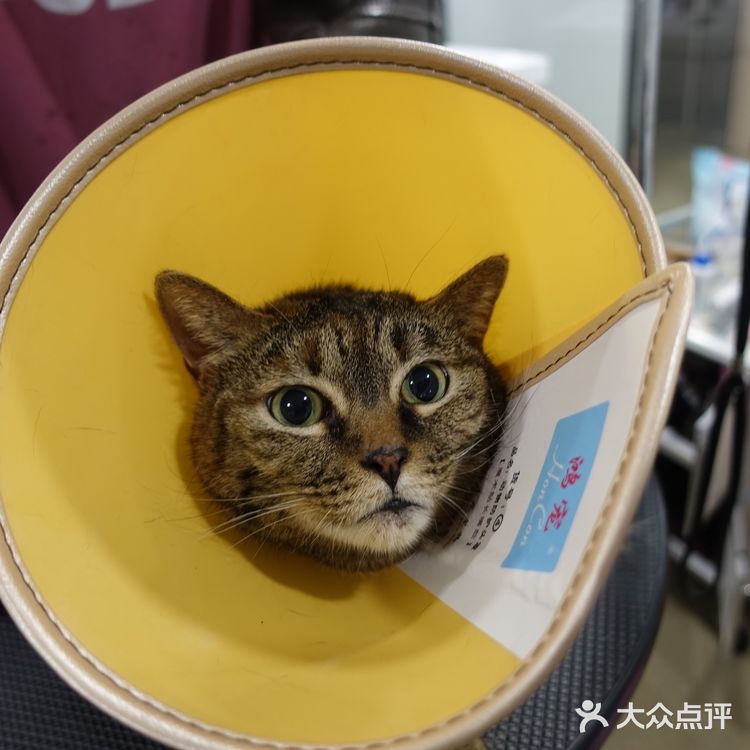 七宝附近一家玩乐美容一应俱全宠物酒店