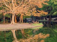 -上海共青森林公园