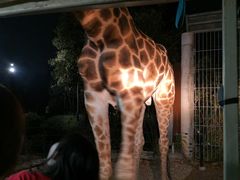 -清迈夜间动物园