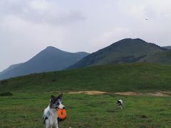 -大姆山草场