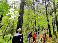 -五营红松林海景区