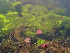 -白鹭湾湿地公园