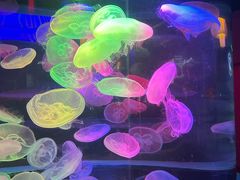 -太平洋海底世界