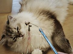 -有喵·猫咖·狗咖·30几只猫10只小狗(岗厦店)