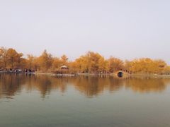 -金塔沙漠胡杨林景区