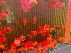 -朝来春花卉市场