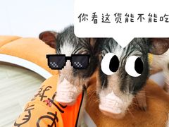 -猪盟咖啡店(玖洲道店)