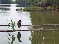 -池杉湖湿地公园