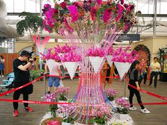 -荷兰花海