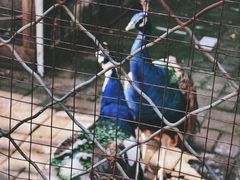 -长白岛森林公园