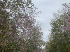 -广州白江湖森林公园