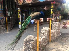 -呀路古热带植物园