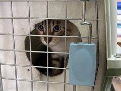 -爱派特动物医院·全科诊疗中心