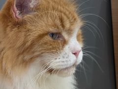 -喵园·猫主题咖啡厅·撸猫·猫咖(国贸店)