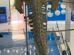 -上海海洋大学鱼文化博物馆(军工路校区)