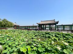 -莲花池公园