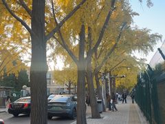 -三里屯东五街银杏大道