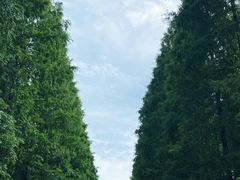 -黄海国家森林公园