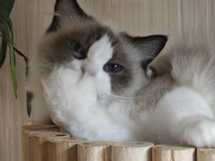 -唐小姐の私宠·宠物洗护美容·撸猫馆·购宠(周浦万达旗舰店)