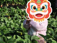 -大自然农场蔬菜草莓采摘园