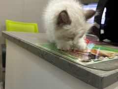 -四月宠物医院·猫专科·心脏专科·内科(转塘店)
