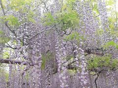 -嘉定紫藤园