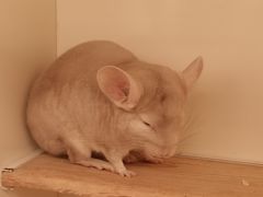 -龙猫仔乐园(惠福东路店)