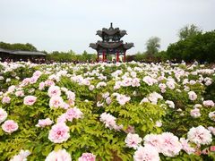 -曹州牡丹园