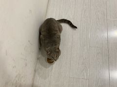 -米苏动物医院·犬猫专科·骨科外科内窥镜
