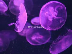 -悉尼海洋生物水族馆