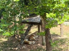 -西霞口神雕山野生动物世界