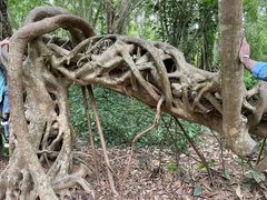 -中国科学院西双版纳热带植物园