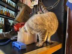 -故遥酒馆.赛事直播