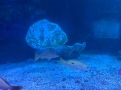 -太平洋海底世界