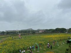 -苏州太湖西山岛开心农场
